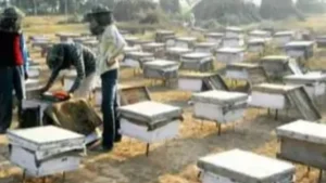 Mahendragarh News: महेंद्रगढ़ में मधुमक्खी पालक से 20 लाख की चोरी: 232 बक्से पार, जहर देकर मारीं मधुमक्खियां