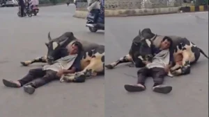 Man Sleeping Bull: सांड को तकिया बनाकर सो गया शराबी, वीडियो देख नहीं रुकेगी हंसी