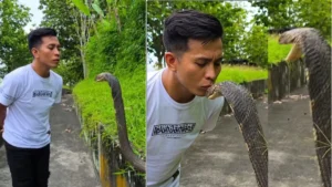 Man kissing cobra: किंग कोबरा को चूम रहा था शख्स, तभी सांप ने किया जानलेवा हमला, देखें रोंगटे खड़े