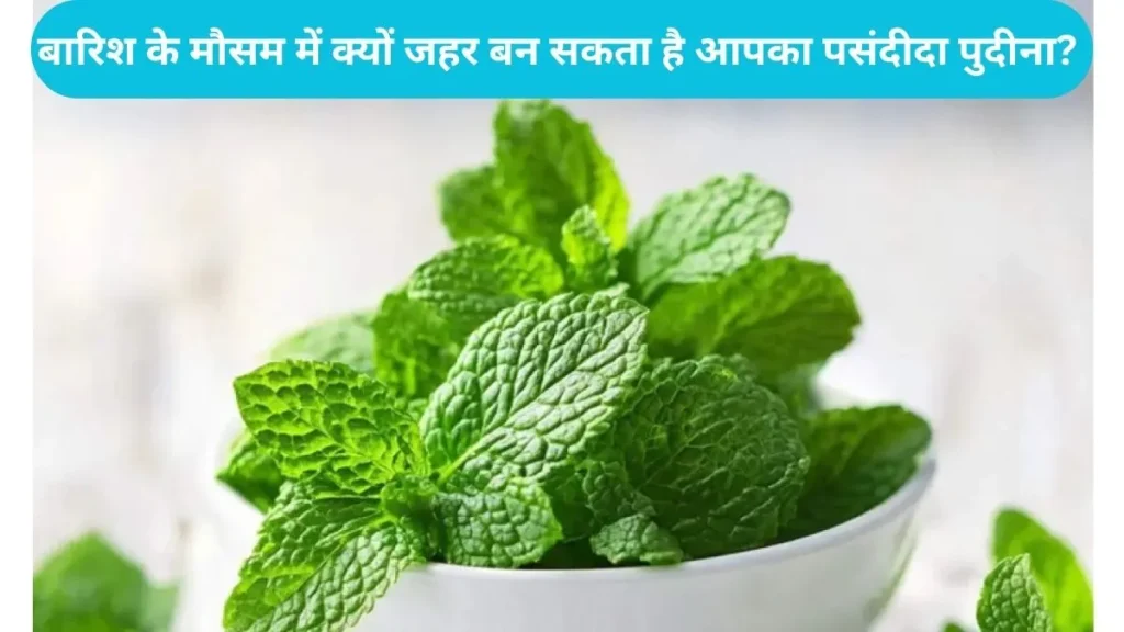 Monsoon Health Tips: बारिश के मौसम में क्यों जहर बन सकता है आपका पसंदीदा पुदीना? जानें इसके पीछे का विज्ञान