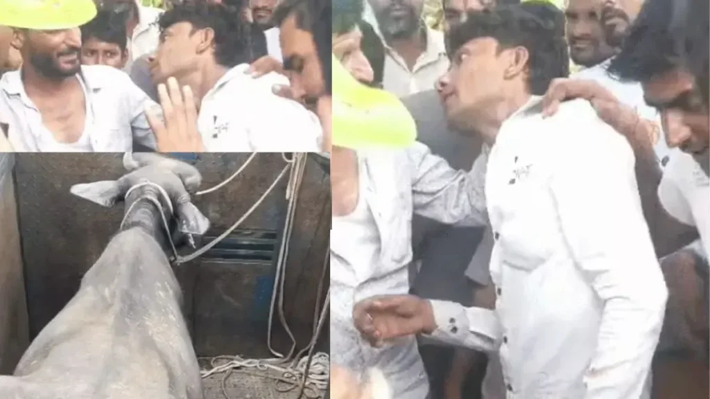 Narnaul Cattle Theft: नारनौल में मवेशी चोरों पर ग्रामीणों का फूटा गुस्सा, पीछा कर 3 आरोपियों को पिकअप समेत दबोचा
