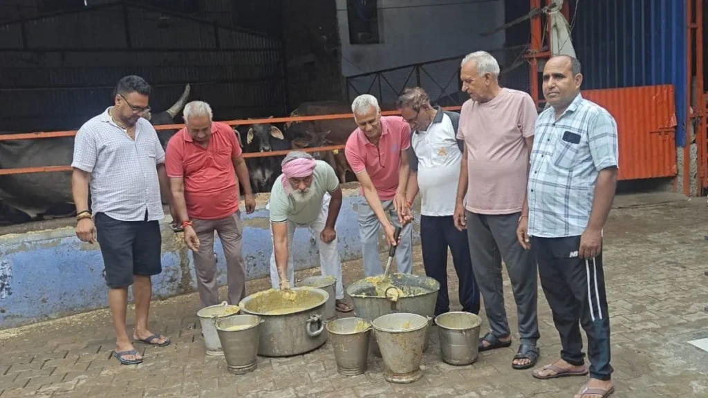 Narnaul News: श्री उपचार गौशाला में गौभक्तों ने लगाई दो सवामणी, दलिया और हरे चारे से की गौ सेवा
