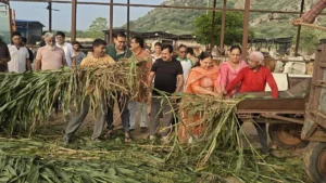 Narnaul News: नारनौल की खालड़ा गौशाला में उठी भक्ति की तरंग, हरी चरी की 3 सवामणियों के साथ बांटी गईं दवाइयां