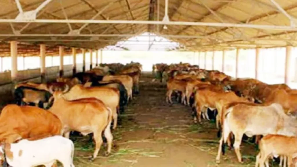 Narnaul News: श्री अनाथ गौशाला नारनौल में नवनिर्मित कमरे का लोकार्पण, गोभक्तों ने बांटी दलिया-बिनौले की सवामणी