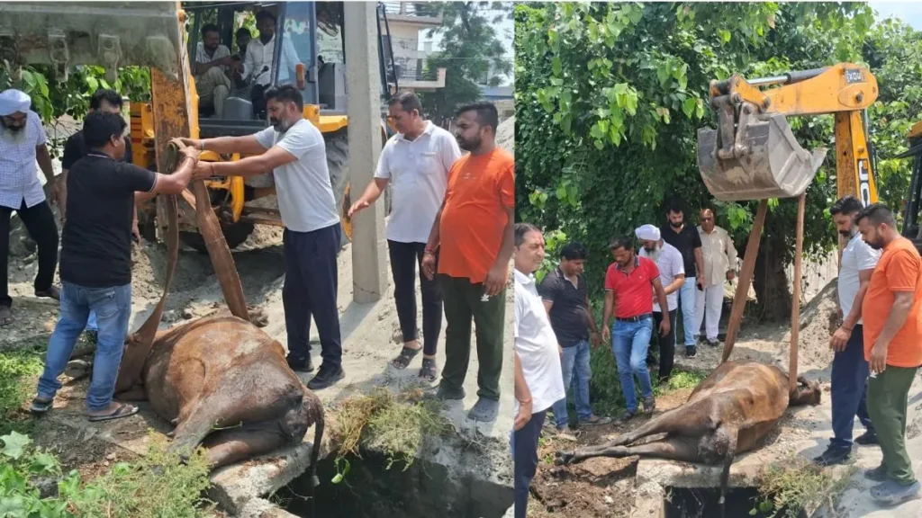 Nilokheri News: नीलोखेड़ी में खुले नाले में गिरने से गौवंश की दर्दनाक मौत, लोगों में भारी रोष