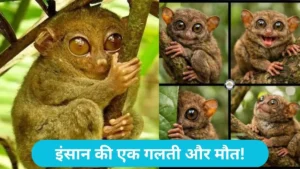 Philippine Tarsier: इंसान की एक गलती और मौत! मिलिए फिलीपींस के टार्सियर से, जो तनाव होने पर दे देते हैं अपनी जान