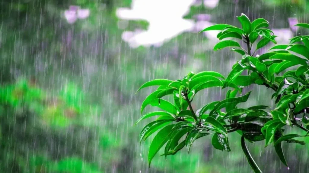 Punjab Weather Update: पंजाब में 28 जुलाई से लौटेगा मानसून, अमृतसर और लुधियाना समेत 13 जिलों में ऑरेंज अलर्ट