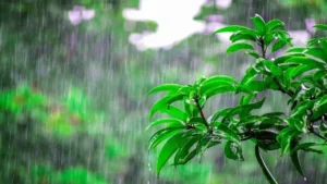 Punjab Weather Update: पंजाब में 28 जुलाई से लौटेगा मानसून, अमृतसर और लुधियाना समेत 13 जिलों में ऑरेंज अलर्ट