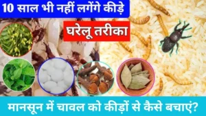 Rice Storage Tips: बरसात में चावल को घुन और कीड़ों से बचाएंगे ये 3 आसान घरेलू नुस्खे