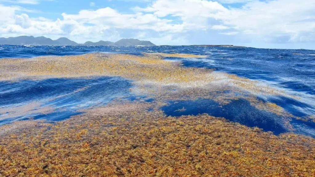 Sargasso Sea Mystery: बिना मिट्टी और जड़ के पानी पर तैरते हैं घास के मैदान, जानें दुनिया के इस सबसे अजीब सागर
