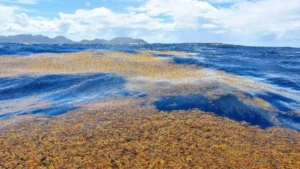 Sargasso Sea Mystery: बिना मिट्टी और जड़ के पानी पर तैरते हैं घास के मैदान, जानें दुनिया के इस सबसे अजीब सागर