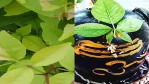 Sawan Shiv Mantra: हर परेशानी का रामबाण इलाज है यह शिव मंत्र! सावन में इस एक वंदना से प्रसन्न होंगे भोलेनाथ
