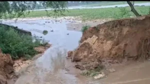 Sirsa News: सिरसा में गुड़िया खेड़ा माइनर टूटने से भारी तबाही, 12 एकड़ मूंगफली और धान की फसल डूबी