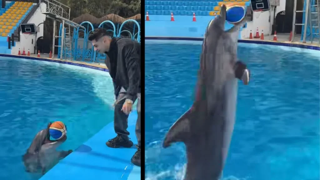 Viral Dolphin Basketball: इंसानों जैसी समझदारी! ट्रेनर का इशारा मिलते ही डॉल्फिन ने पानी में लगाया गजब का बास्केटबॉल शॉट