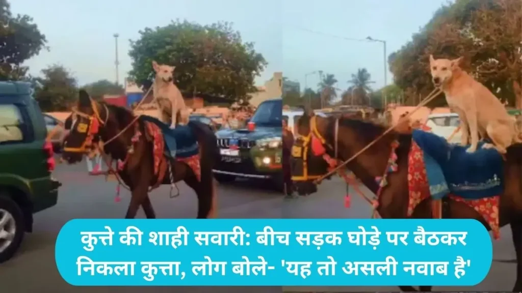 Viral Funny Trending Video: घोड़े की पीठ पर ठाठ से बैठा दिखा कुत्ता, नजारा देख घूम गया राहगीरों का सिर