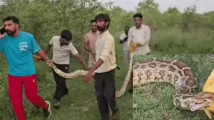 Yamunanagar News: यमुनानगर में खेत में घुसा 15 फीट लंबा अजगर, चर रही बकरी को जिंदा निगला; देखें खौफनाक रेस्क्यू