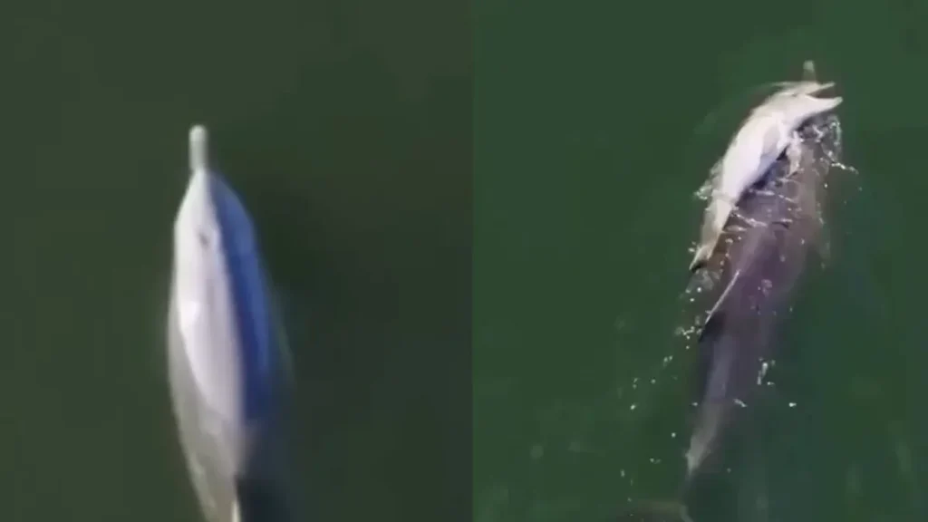 Dolphin Viral Video: मरे हुए बच्चे को 6 दिनों तक पीठ पर लादकर तैरती रही डॉल्फिन, वायरल वीडियो देख इमोशनल हुए लोग