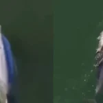 Dolphin Viral Video: मरे हुए बच्चे को 6 दिनों तक पीठ पर लादकर तैरती रही डॉल्फिन, वायरल वीडियो देख इमोशनल हुए लोग