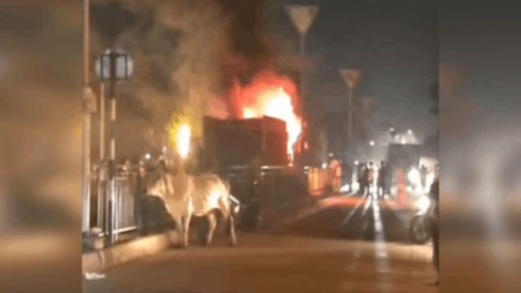 Faridabad News: फरीदाबाद में दर्दनाक हादसा, तेज रफ्तार ट्रक ने 10 गायों को कुचला; 6 की मौत, ड्राइवर हिरासत में