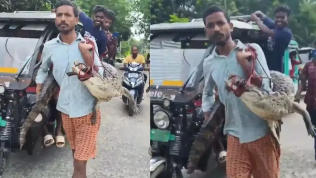 Farmer Crocodile धान के खेत में मिला 5 फीट लंबा मगरमच्छ, कंधे पर लादकर थाने पहुंच गया निडर किसान