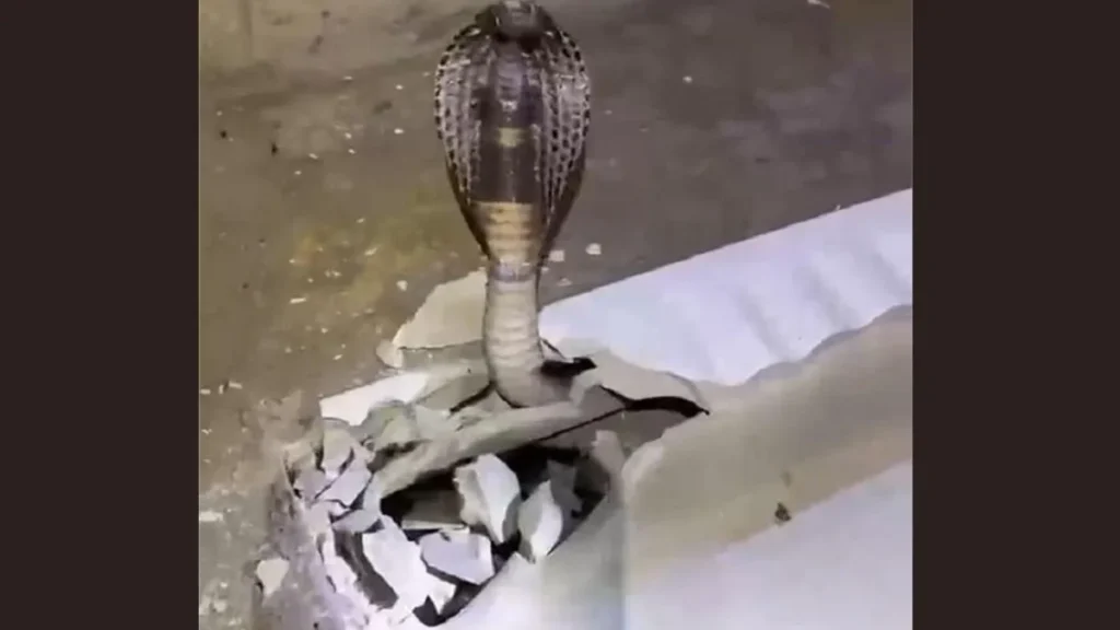 Gurugram News: गुरुग्राम में बाथरूम में टॉयलेट सीट के नीचे बैठा था 6 फीट लंबा कोबरा, टॉयलेट सीट तोड़कर किया रेस्क्यू