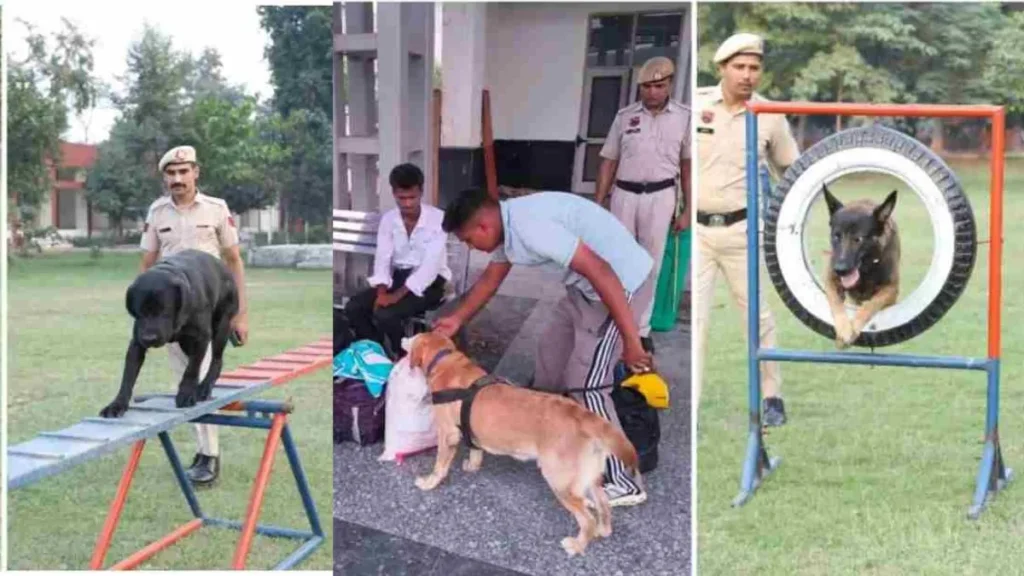 Haryana News: हरियाणा में स्निफर डॉग 'रैंबो' का बड़ा कारनामा, सूंघकर पकड़वाया 5.5 क्विंटल डोडा पोस्त