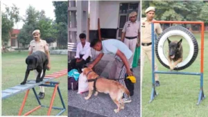 Haryana News: हरियाणा में स्निफर डॉग 'रैंबो' का बड़ा कारनामा, सूंघकर पकड़वाया 5.5 क्विंटल डोडा पोस्त