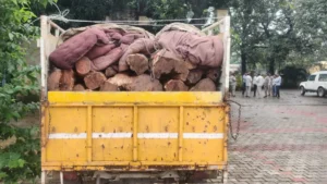 Yamunanagar News: कलेसर के जंगलों में वन विभाग की सर्जिकल स्ट्राइक, खैर तस्करी का बड़ा सिंडिकेट बेनकाब