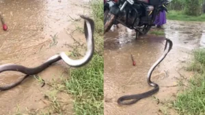 King Cobra Viral: 70 वाला पव्वा पी लिया क्या?', लड़खड़ाते किंग कोबरा का वीडियो वायरल, जानिए क्या है सच्चाई