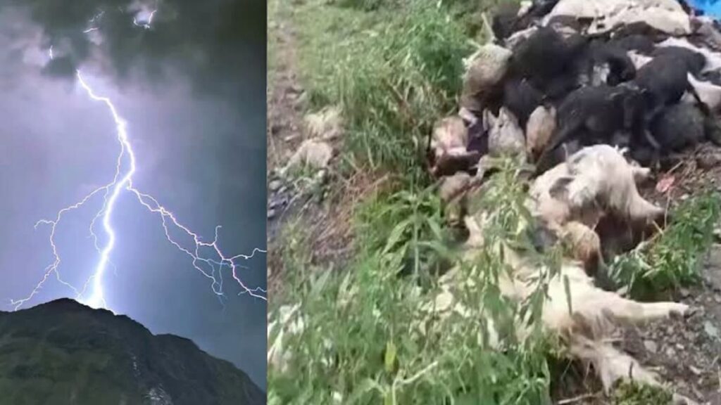 Kinnaur News: किन्नौर में बेजुबान जानवरों पर बरसा कहर, आसमानी बिजली गिरने से 200 से अधिक भेड़-बकरियों की मौत