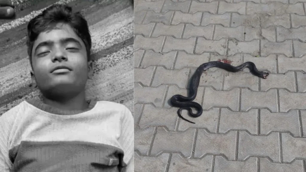Kurukshetra News: कुरुक्षेत्र में सोते समय 12 साल के बच्चे को कोबरा ने डसा, सुबह बेड से निकला 3 फीट लंबा सांप