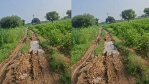 Mahendragarh News: 20 सालों से अटका सलीमपुर-गढ़ी रुथल रास्ता, सीमा विवाद में पिस रहे ग्रामीण और स्कूली बच्चे