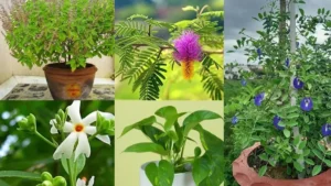 Monsoon Special plants: मानसून वीकेंड स्पेशल, इस बारिश घर में लगाएं ये 5 शुभ पौधे, सुख-समृद्धि के साथ बिखरेगी हरियाली