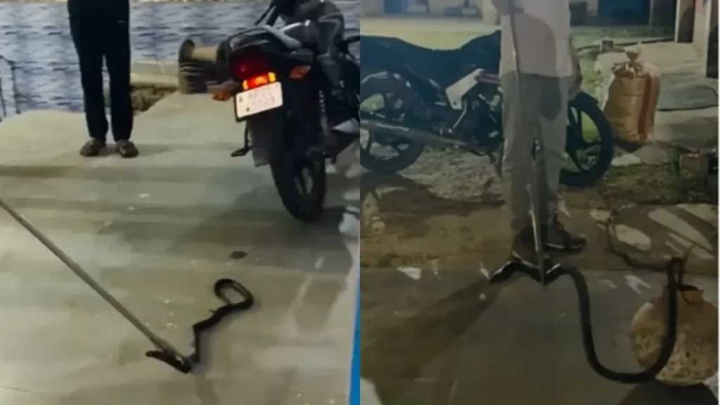 Narnaul Cobra Rescue: बाइक के अंदर घुसा 6 फीट लंबा कोबरा, नारनौल में मची अफरा-तफरी