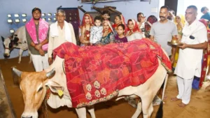 Narnaul Cow Calf Celebration: बेटे की तरह मनाई बछड़े की छठी, 1000 लोगों को बांटी देशी घी की दावत