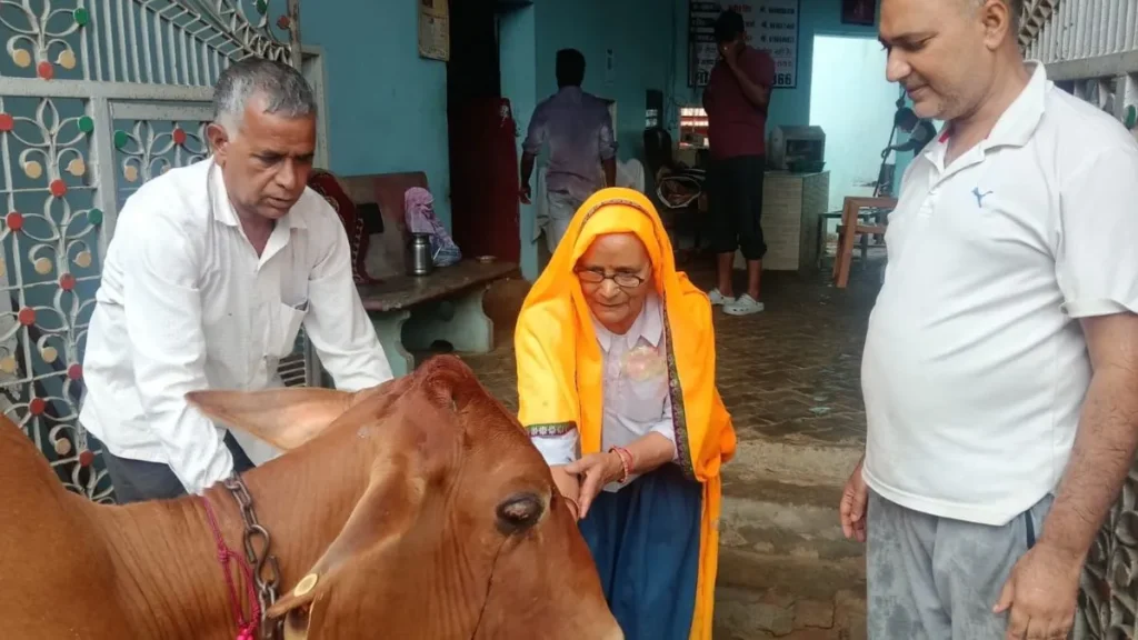 Narnaul News: सावन में नारनौल की गौशाला में लगी सवामणी, जन्मदिन पर युवाओं ने गायों को खिलाई हरी चरी