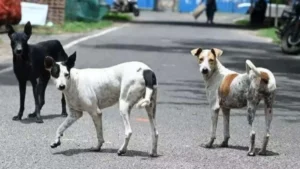 Narwana News: नरवाना में आवारा कुत्ते का तांडव, एक ही दिन में 6 लोगों को काटकर किया लहूलुहान