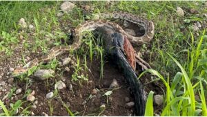 Pali Python Video: पाली में 13 फीट के अजगर का मोर निगलने का VIDEO वायरल, लोगों को देखकर उगल दिया