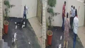 Patiala News: पटियाला में पिटबुल अटैक, गेट खुलते ही दंपती पर झपटा, दोनों गंभीर घायल, मालिक पर एफआईआर