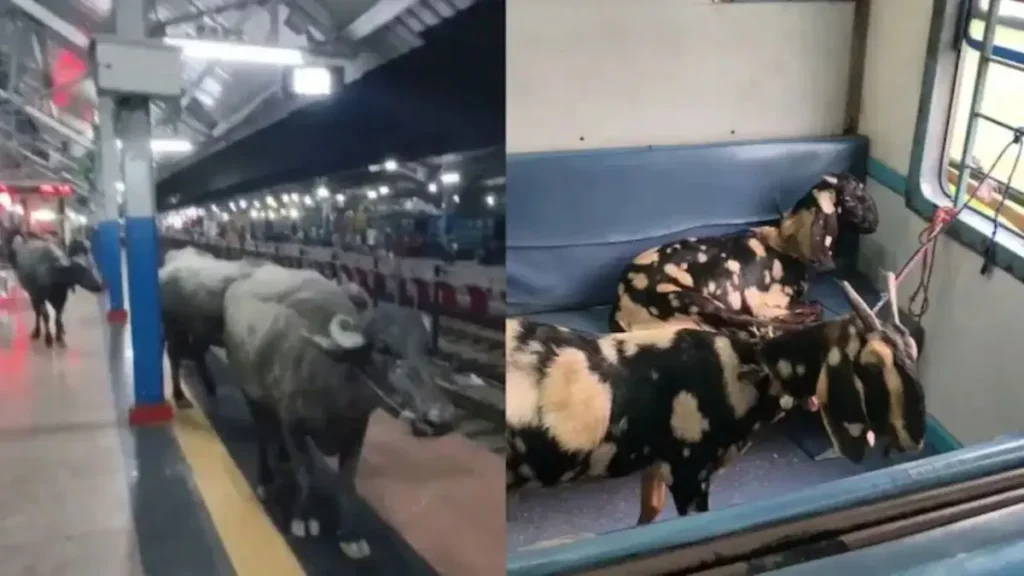 Railway Station Viral: जनरल कोच की सीट पर बैठ बकरी ने किया सफर, छपरा स्टेशन का वीडियो देख छूटी लोगों की हंसी