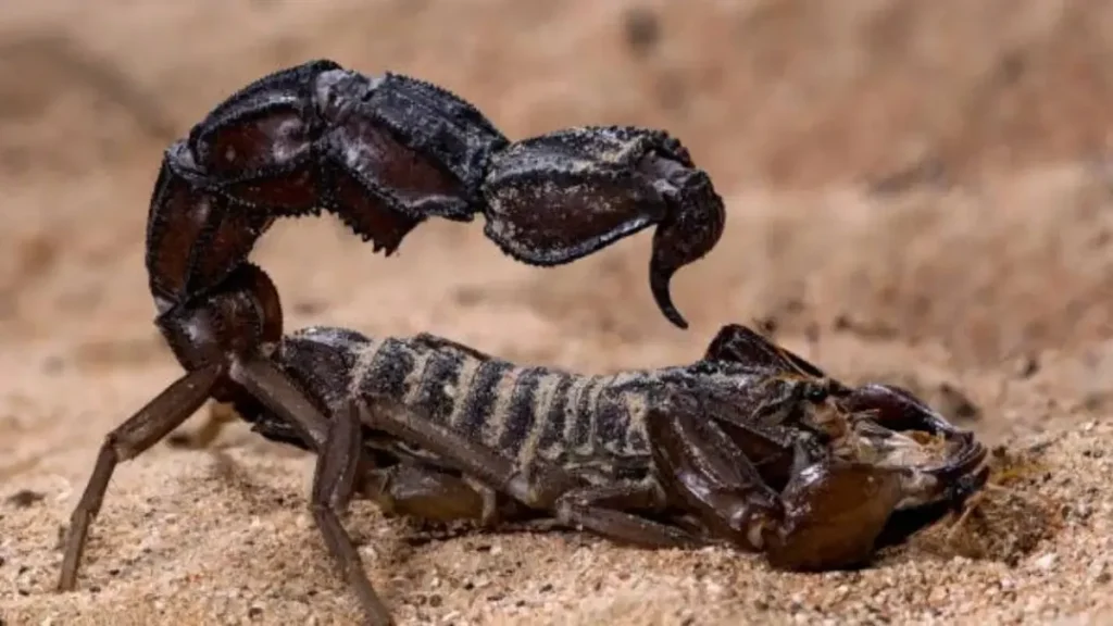 Scorpion Survival Facts: कुदरत का अजूबा यह जीव, 6 दिन बिना सांस और 1 साल बिना खाए रहता है जिंदा