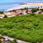 World Largest Tree: एक पेड़ या पूरा जंगल? ब्राजील में 2 एकड़ में फैला है दुनिया का सबसे बड़ा काजू का पेड़