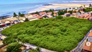 World Largest Tree: एक पेड़ या पूरा जंगल? ब्राजील में 2 एकड़ में फैला है दुनिया का सबसे बड़ा काजू का पेड़