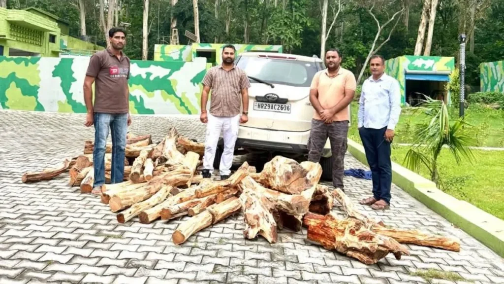 Yamunanagar News: कलेसर के जंगलों में वन विभाग की बड़ी कार्रवाई, 8 क्विंटल खैर की लकड़ी के साथ गाड़ी जब्त, तस्कर फरार