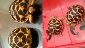 Yamunanagar News: यमुनानगर में पेट शॉप पर रेड, दुर्लभ 'इंडियन स्टार' कछुए बरामद, टीम को देख भागा दुकानदार