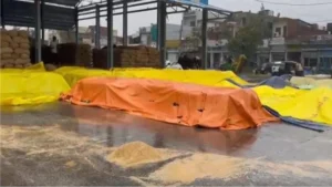 Ambala News: अंबाला में बेमौसम बारिश का कहर, अनाज मंडी में भीगा सैकड़ों क्विंटल धान, किसानों की बढ़ी मुश्किलें