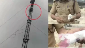 Ambala News: बच्चों ने पैर में बांधी थी रस्सी, मोबाइल टावर पर फंसे कबूतर को दमकल कर्मी ने ऐसे बचाया