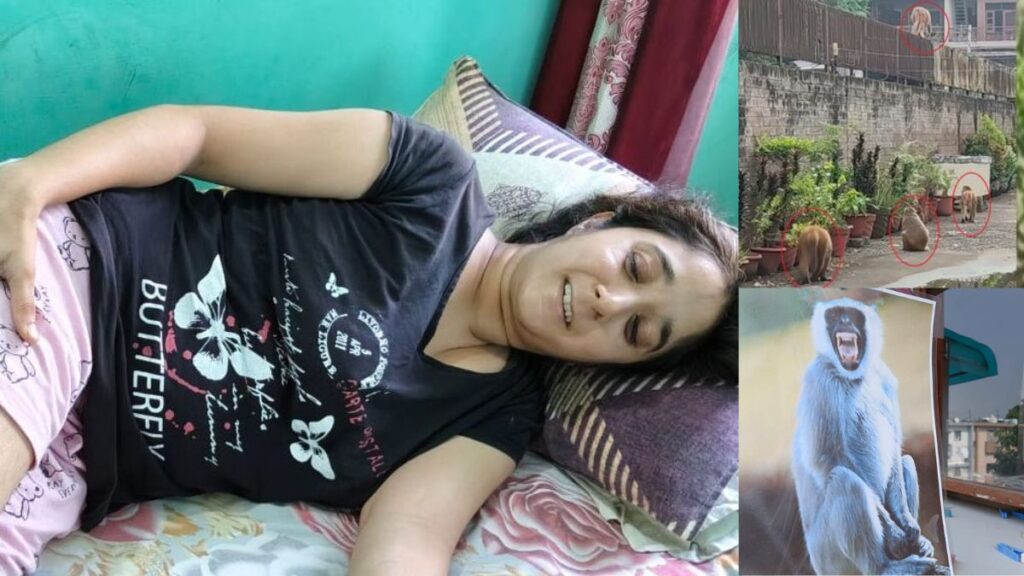 चंडीगढ़ में बंदर ने महिला को नोचा: पैर पर 3 जगह काटा; बच्चों-बुजुर्गों को लेकर डरे लोग, 4 लोगों को काट चुके