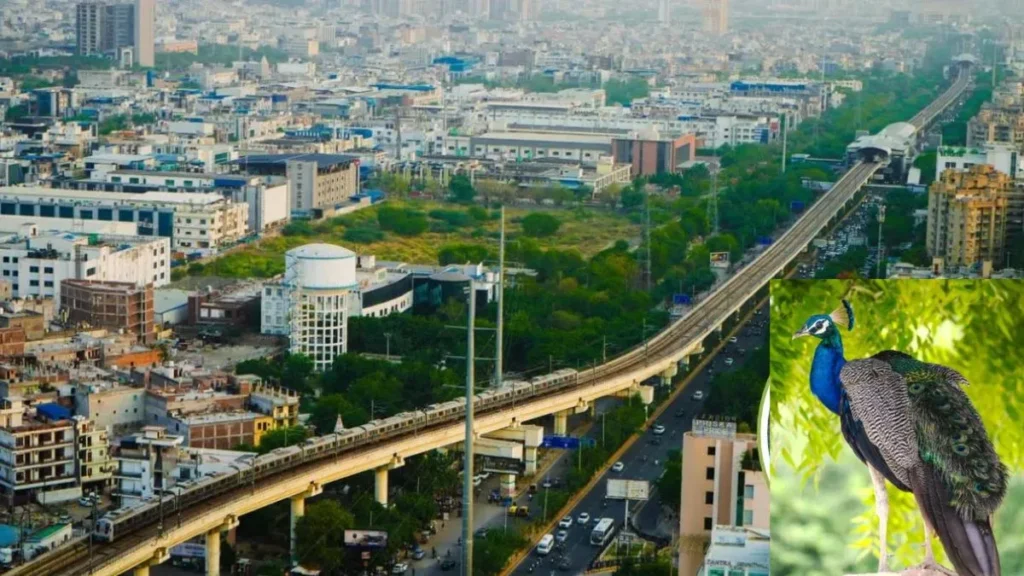 Delhi Mayur Vihar History: क्यों पड़ा दिल्ली के मयूर विहार का नाम? जानिए इसके पीछे का दिलचस्प सीक्रेट