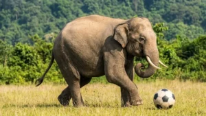 Elephant playing football: असम का 'फुटबॉलर गजराज', प्लेग्राउंड में घुसा जंगली हाथी, फिर फुटबॉल के साथ दिखाए ऐसे दांव-पेच